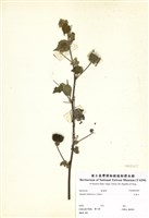 藏品(冬葵子)的圖片